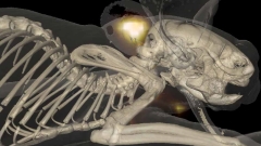 Three-dimensional rendering of bones and skin of a mouse